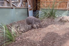 Wombat