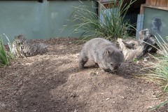 Wombat