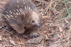 Echidna