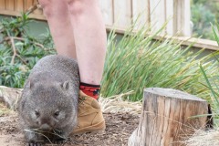 Immer auf der Suche nach Futter