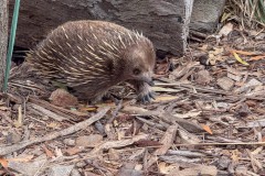 Echidna