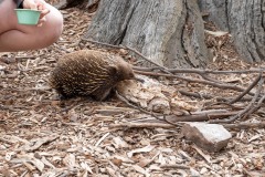 Echidna