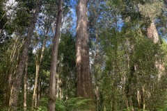Bis zu 90 Meter hohe Bäume