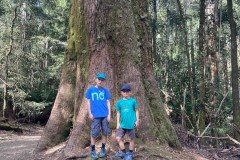 Bis zu 90 Meter hohe Bäume