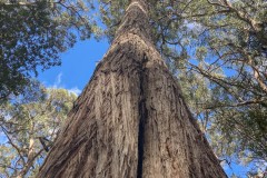 Genickstarre inklusive