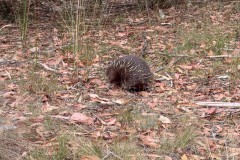 Echidna