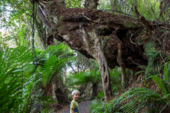 Der Wald bei den Cathedral Caves