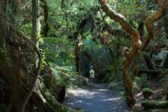 Auf dem Weg zu den McLean Falls