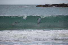 Hector Delfine in Curio Bay