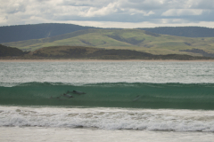 Hector Delfine in Curio Bay