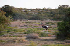 Bontebok