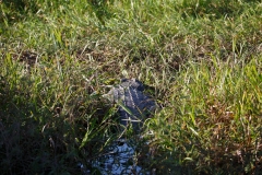 Yellow Water - einer von den "Big Boys", bis zu 7 Meter lang werden sie