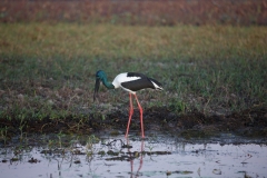 Jabiru
