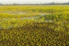Yellow Water Cruise - Salvinia Fern
