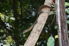 Eidechse Florence Falls
