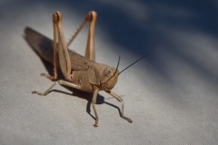 Morgendlicher Besucher auf dem Dachzelt