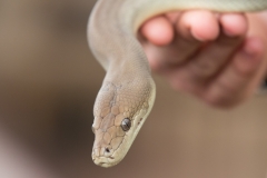 Python im Caversham Wildlife Park