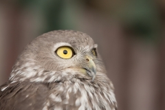 Eule im Caversham Wildlife Park