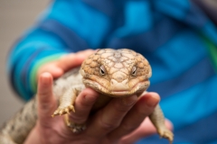 Blue Tonged Lizzard im Caversham Wildlife Park
