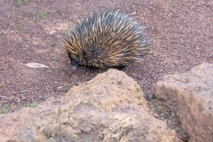 Echidna im Caversham Wildlife Park
