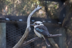 Kookaburra im Caversham Wildlife Park