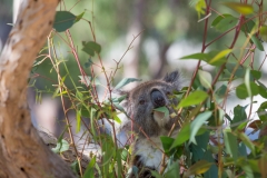 Scheint zu schmecken