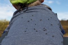 Wir und eine Million Fliegen