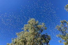 Auf-nach-Suedaustralien-042