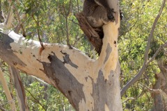 Auf-nach-Suedaustralien-045