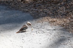 Auf-nach-Suedaustralien-052