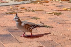 Auf-nach-Suedaustralien-073