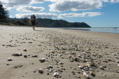 Waihi Beach - wahnsinnig viele Muscheln