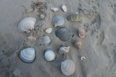 Waihi Beach - Muschelausbeute