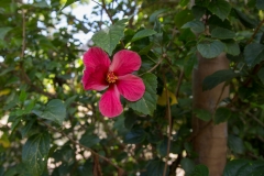 täglich frische Blumen