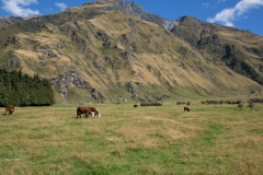 schöne Kühe (gell Opa)