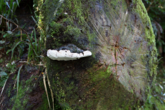 Im Wald auf dem Key Summit Track