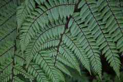 Farne am Key Summit Track