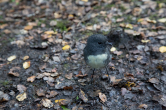 Robin am Lake Gunn Nature Walk