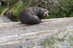 Robben im Milford Sound