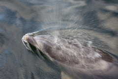 Delfin im Milford Sound