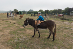 Eselreiten in Geraldine