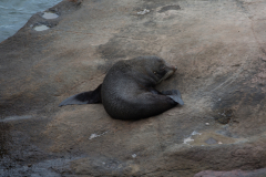 Pelzrobbe, Shag Point