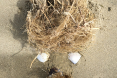 Komische Gestalt am Moeraki Beach