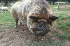 Der Ork vom Bush Camp