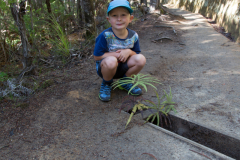 Die Dinger wachsen auch überall