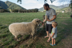 Papa füttert Riesenschafe