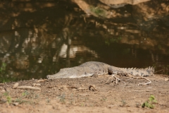 Liegen eigentlich den ganzen Tag faul in der Sonne