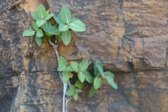 Manning Gorge - zartes grün