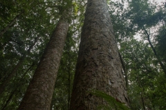 Trounson Kauri Park