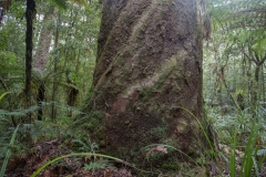 Trounson Kauri Park